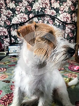 little jack Russell terrier on the bed . looks into the lens.