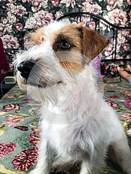 little jack Russell terrier on the bed . looks into the lens.