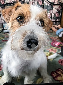 little jack Russell terrier on the bed . looks into the lens.