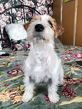 little jack Russell terrier on the bed . looks into the lens.