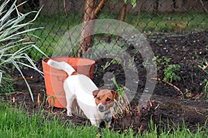 A little Jack Russell Terrier dog is digging a hole in the backyard. JRT