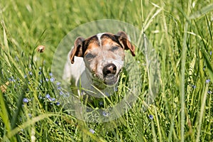 Small cute Jack Russell Terrier dog is eating grass in a meadow. Dog in a spring meadow