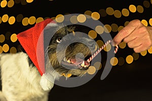 Cute Little Jack Russell Terrier dog is licking a candy cane in front of blurred Christmas background. Candy is held out to him