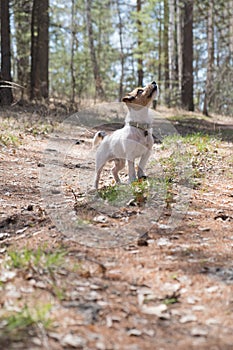 Little Jack Russell Terrier dog standing on a forest path, looking away. close-up detail. A young jack russell terrier on a walk