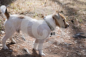 Little Jack Russell Terrier dog standing on a forest path, looking away. close-up detail. A young jack russell terrier on a walk