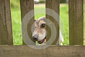 Cute Little Jack Russell Terrier dog 12 years old. Doggie squeezes his nose through the fence opening