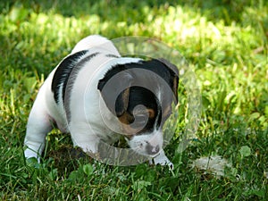 Little Jack Russell Terrier Puppy exploring world