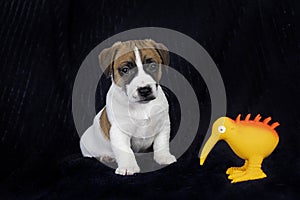 little Jack Russell terrier puppy sniffs a toy kiwi bird on a dark background.