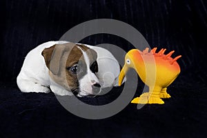 little Jack Russell terrier puppy sniffs a toy kiwi bird on a dark background.