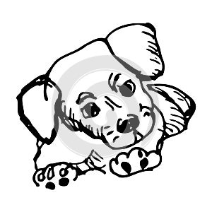 Little jack russell terrier puppy on white background, ink sketch sketch, vector illustration, isolate