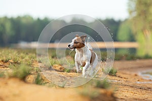Little jack russell terrier runs by the water. Dog on the lake