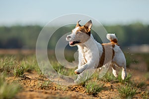 Little jack russell terrier runs by the water. Dog on the lake