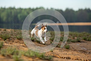 Little jack russell terrier runs by the water. Dog on the lake