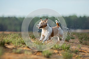 Little jack russell terrier runs by the water. Dog on the lake