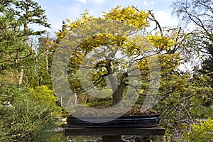 Little japanese tree in the garden