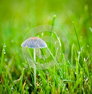 Little Japanese Umbrella toadstool