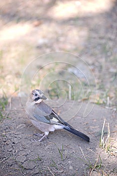 Little jaybird looking for food