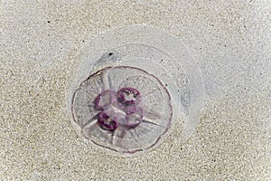 Little jellyfish beached on white sand, Bleik