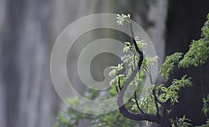 Little Jungle Tree in a Tropical Place