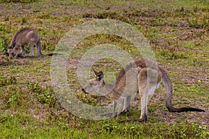 Little kangaroo crouched in Coombabah photo