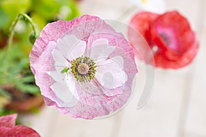 Little katydid on a pink mauve poppy flower