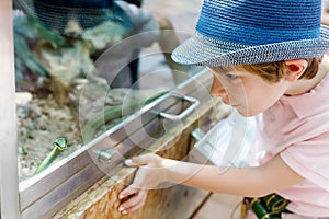 Little kid boy admire Poisonous green snake in terrarium