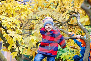 Little kid boy in colorful clothes enjoying climbing on tree on autumn day