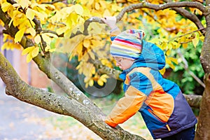 Little kid boy in colorful clothes enjoying climbing on tree on autumn day