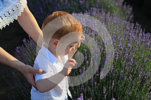 Little kid boy enjoy a stroll through the fresh air and scent on a lavender field in the sunset sun