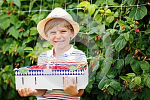 Little kid boy having fun on raspberry farm