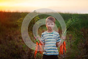 Little kid boy holding a fresh harvested ripe carrots in his hands in the garden