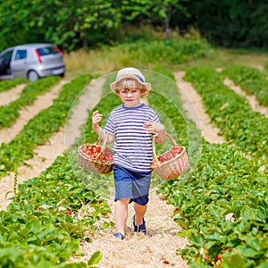 Little kid boy picking strawberries on farm, outdoors.