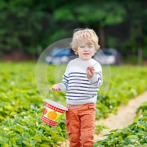 Little kid boy picking strawberries on farm, outdoors.