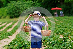 Little kid boy picking strawberries on organic bio farm, outdoors.