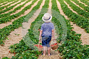 Little kid boy picking strawberries on organic bio farm, outdoors.