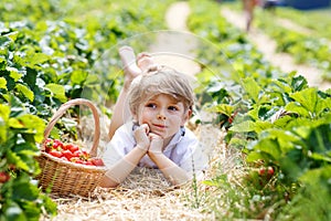 Little kid boy picking strawberries on organic bio farm, outdoors.