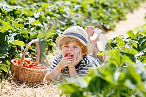 Little kid boy picking strawberries on organic bio farm, outdoors.