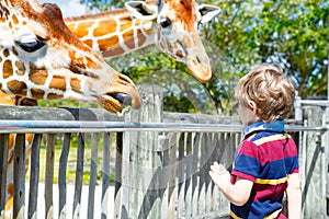 Little kid boy watching and feeding giraffe in zoo. Happy child having fun with animals safari park on warm summer day