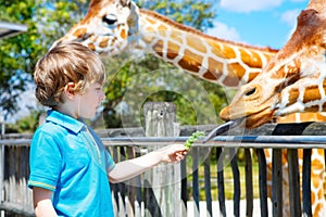 Little kid boy watching and feeding giraffe in zoo. Happy child having fun with animals safari park on warm summer day