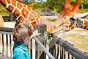 Little kid boy watching and feeding giraffe in zoo. Happy child having fun with animals safari park on warm summer day