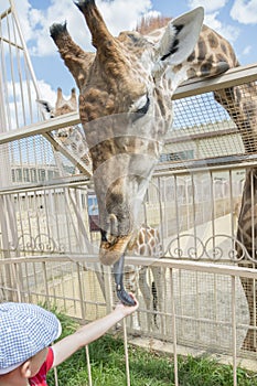 Little kid boy watching and feeding giraffe in zoo. Happy child having fun with animals safari park on warm summer day. vertical