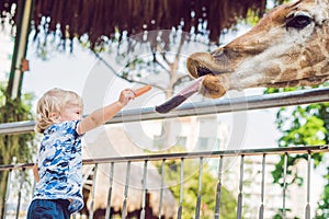 Little kid boy watching and feeding giraffe in zoo. Happy kid ha