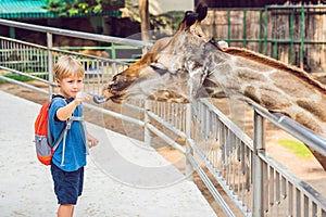 Little kid boy watching and feeding giraffe in zoo. Happy kid ha