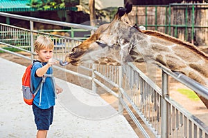 Little kid boy watching and feeding giraffe in zoo. Happy kid having fun with animals safari park on warm summer day