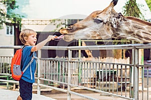 Little kid boy watching and feeding giraffe in zoo. Happy kid having fun with animals safari park on warm summer day