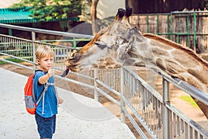 Little kid boy watching and feeding giraffe in zoo. Happy kid having fun with animals safari park on warm summer day