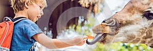 Little kid boy watching and feeding giraffe in zoo. Happy kid having fun with animals safari park on warm summer day BANNER, long