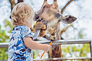 Little kid boy watching and feeding giraffe in zoo. Happy kid having fun with animals safari park on warm summer day