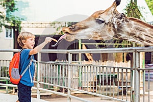 Little kid boy watching and feeding giraffe in zoo. Happy kid having fun with animals safari park on warm summer day