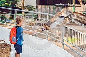 Little kid boy watching and feeding giraffe in zoo. Happy kid having fun with animals safari park on warm summer day